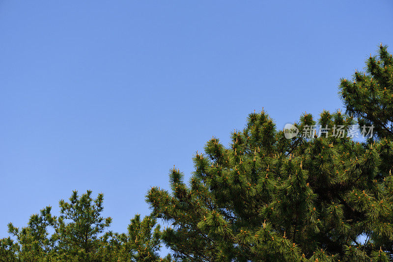 松树映衬着晴朗的天空