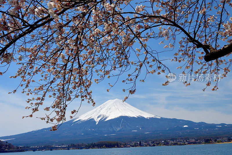 富士山和川口湖的樱花