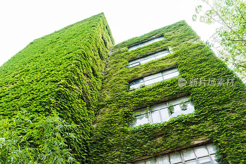 绿色植物生长在建筑的墙上
