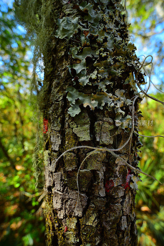 橡树树皮上的各种地衣和西班牙苔藓
