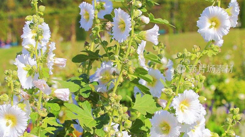 白花自然图案-花坛花园休闲景观