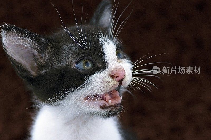 黑白小猫大头照-猫脸表情。