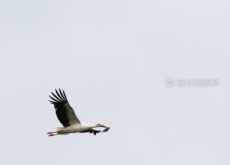 白鹳飞翔