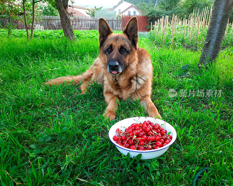 被一碗新鲜樱桃吸引的德国牧羊犬