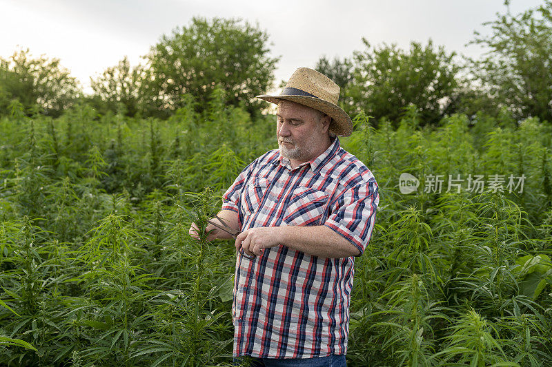 男子采集医用大麻