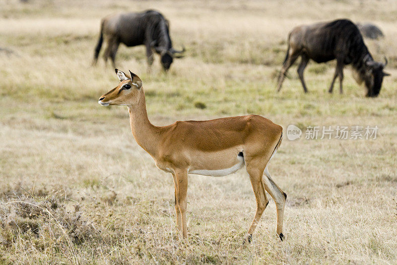 格兰特瞪羚，马赛马拉国家保护区，肯尼亚