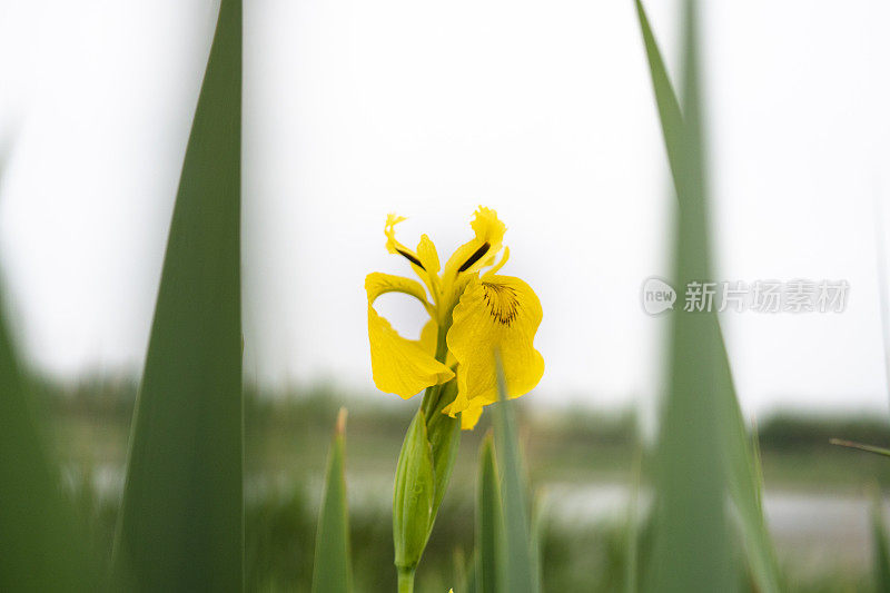 野生鸢尾花和杂草