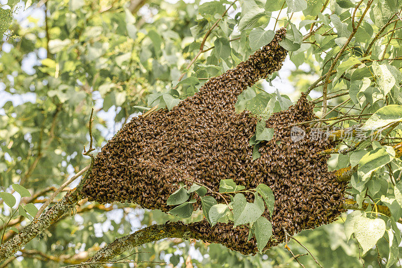蜜蜂群集在树上