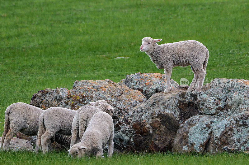 羊群在围场里