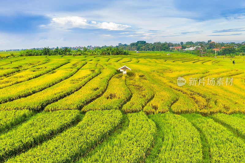 巴厘岛,古。日出时梯田的鸟瞰图。