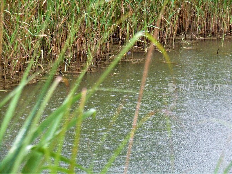 日本。6月。在池塘边下雨。