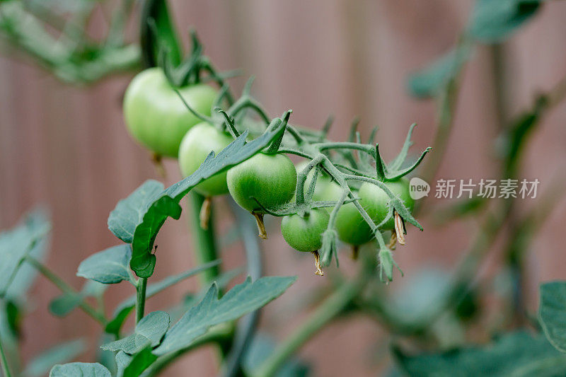 西红柿植株上的绿色鸡尾酒西红柿