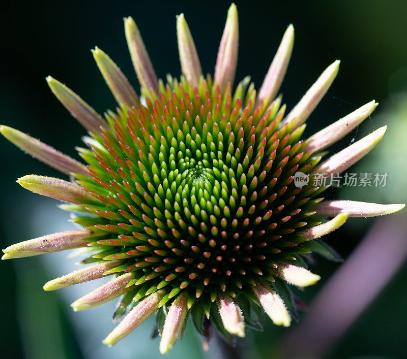 黄雏菊属特写镜头