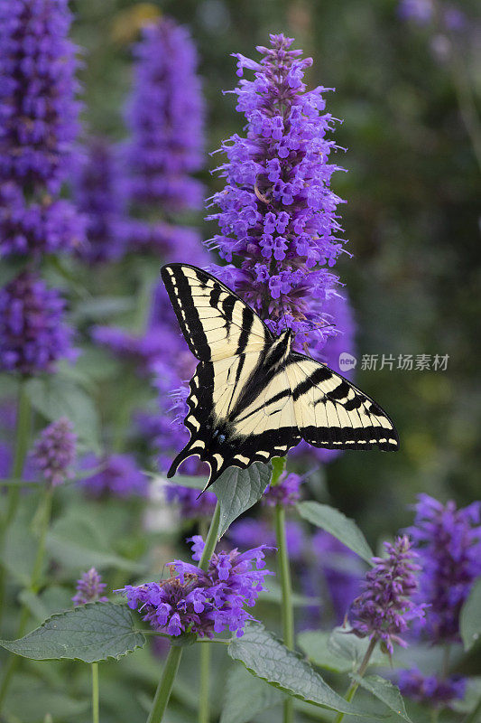 西虎燕尾蝶花。