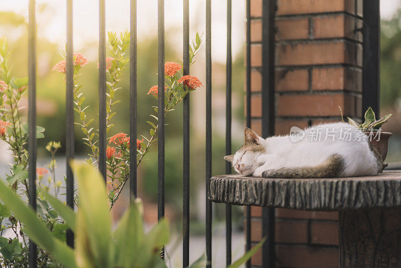 可爱的懒猫睡在桌子上