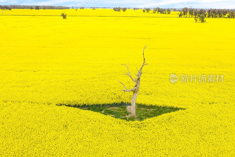 油菜领域