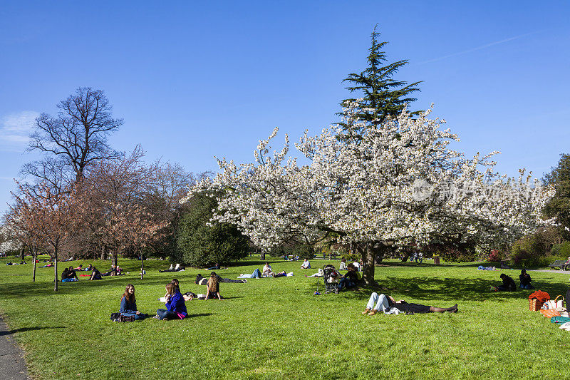 Regents公园里有一棵春天盛开的白色樱花树