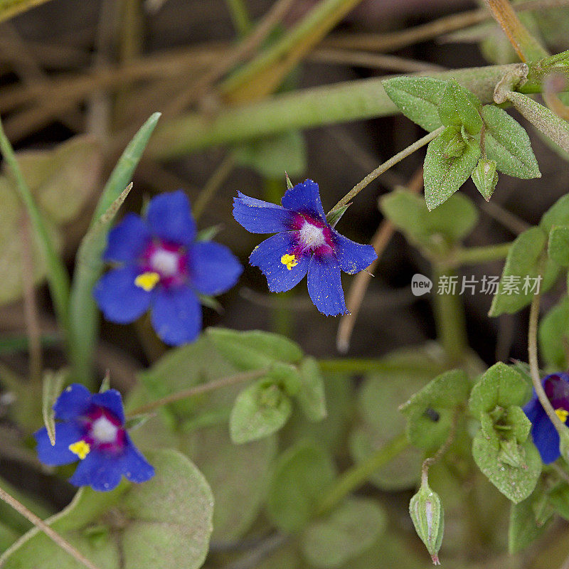 生长在智利中部的猩红粉红花的蓝色花朵