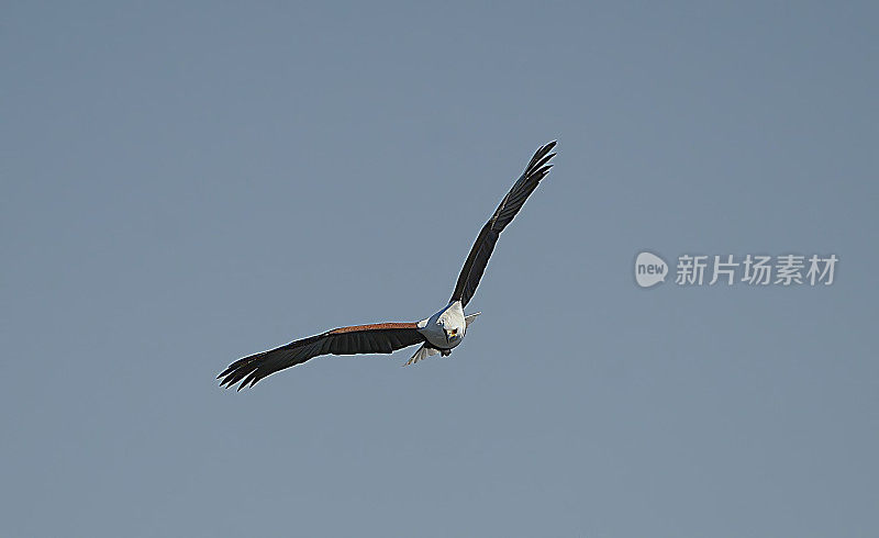 美国Fish-Eagle