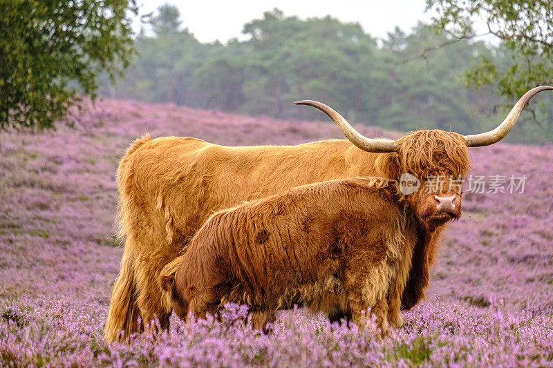 在石南花田间养着小牛的苏格兰高地牛