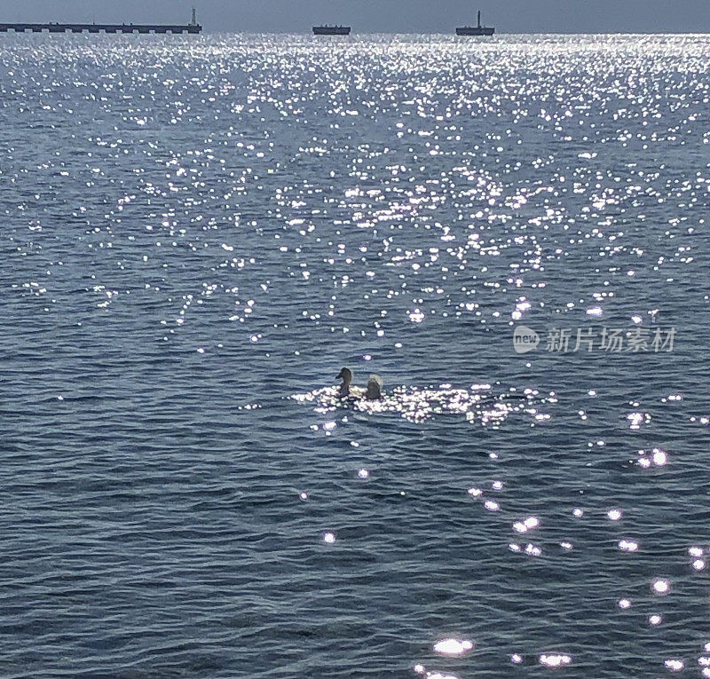 海上的鸭子