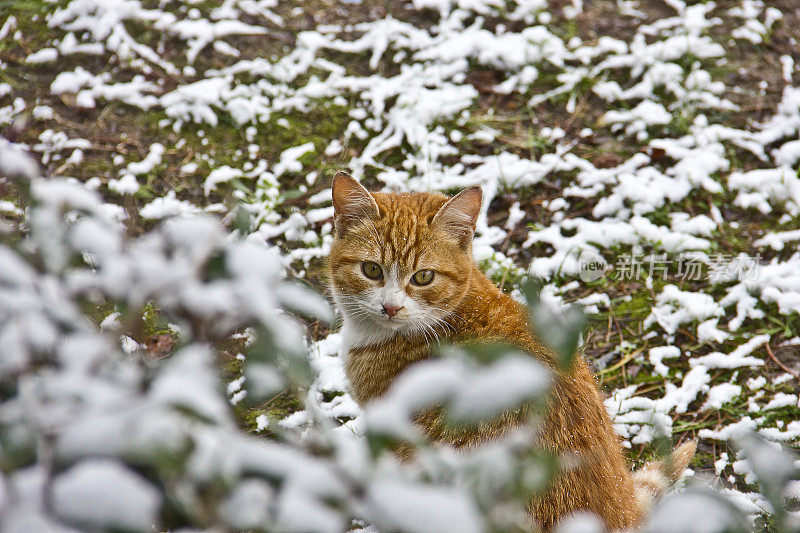 大自然中下雪天的小条纹猫