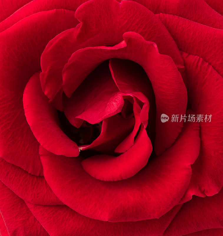 红玫瑰特写。没有灰尘。没有花粉。