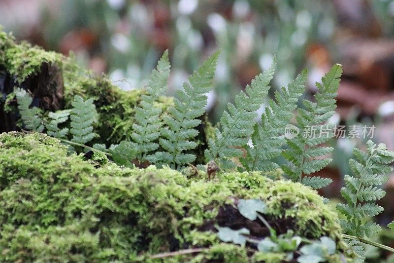 蕨类植物和苔藓