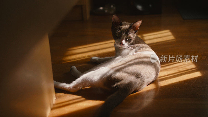 一只小猫躺在地板上放松玩耍。