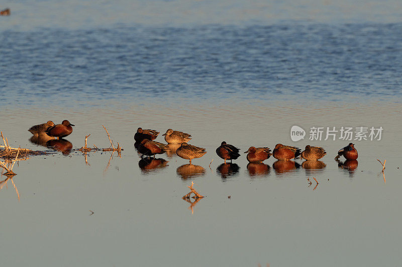 一群色彩鲜艳的肉桂色鸭在休息。