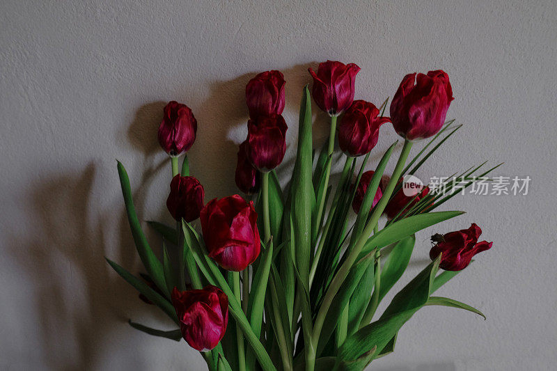 枯萎的红色郁金香近距离的红色郁金香。枯萎的花在墙上汇聚成一束