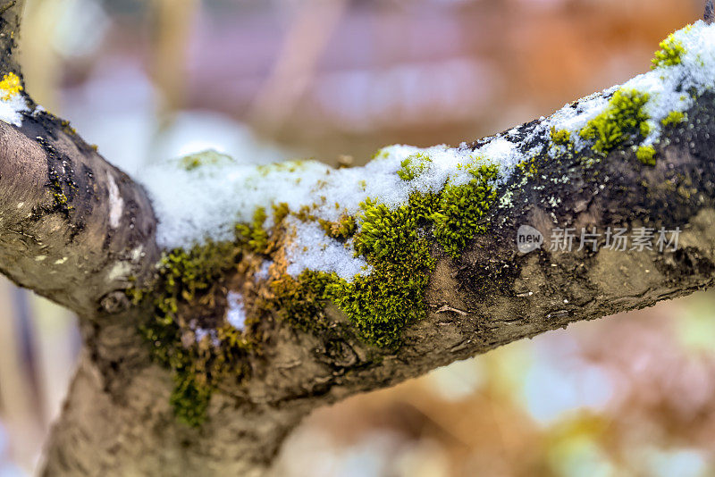一棵覆盖着青苔的果树枝条上覆盖着小雪
