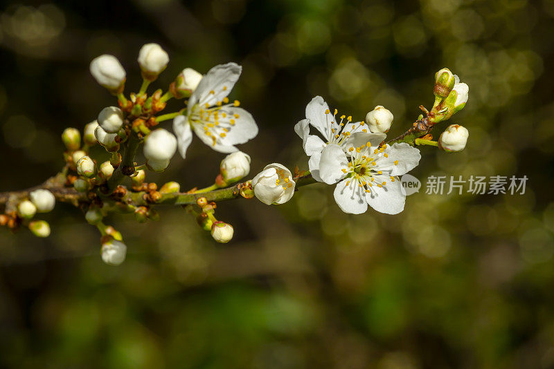 黑刺李在早春开花开花。