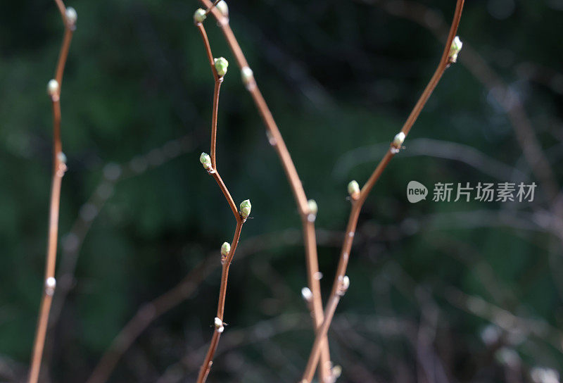 沙梅芽系列(悬钩子)