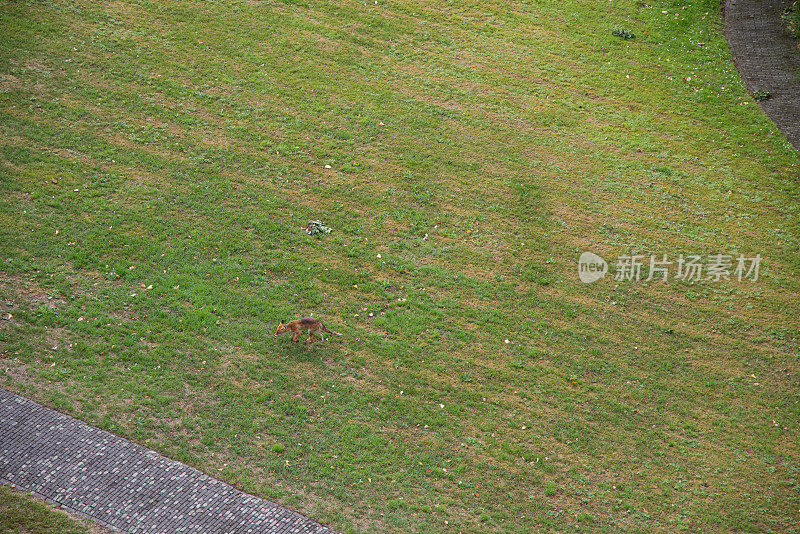 沙丘狐狸住在花园里。