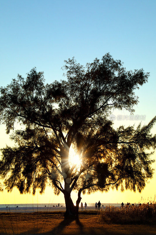 日落时，有一棵巨大的单树