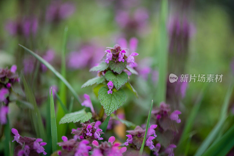 绿色的树叶,花朵