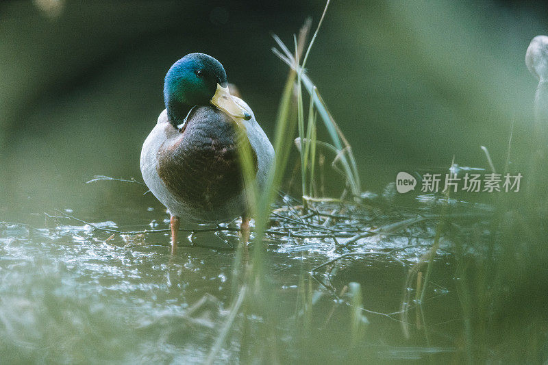 野鸭滑过平静的水面