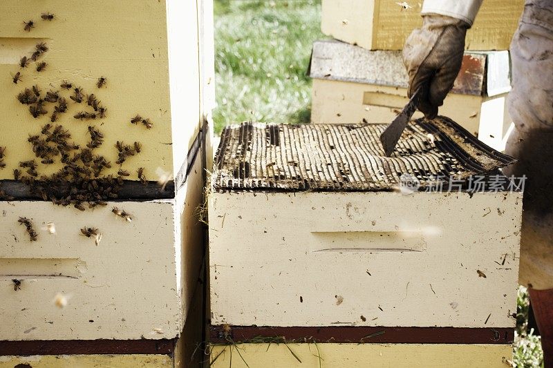 一个养蜂人与蜂胶垫在蜂巢的特写镜头