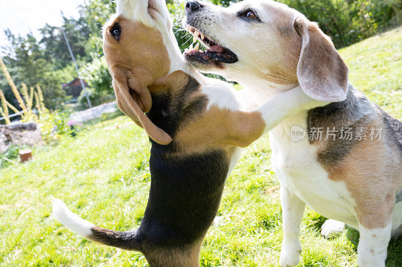 两只小猎犬，幼犬狂野地玩耍着，露出了老狗的牙齿