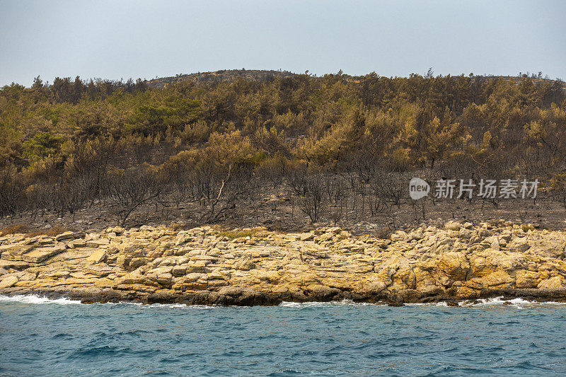 海岸森林大火之后