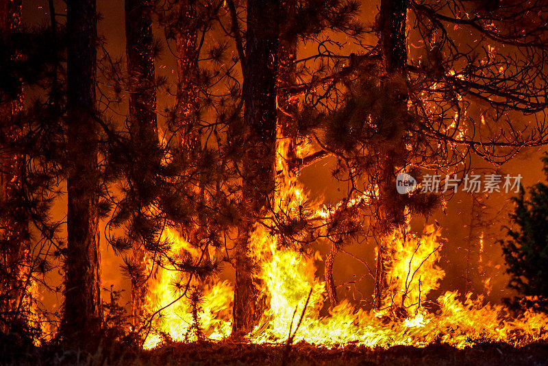 环境灾难——野火摧毁了森林和数百万棵树