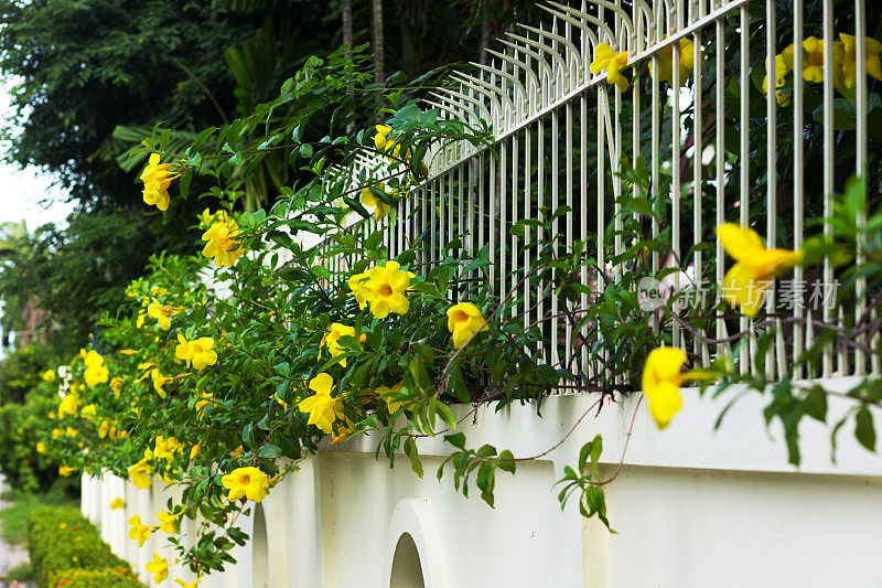 沿墙和篱笆观赏黄色热带喇叭花