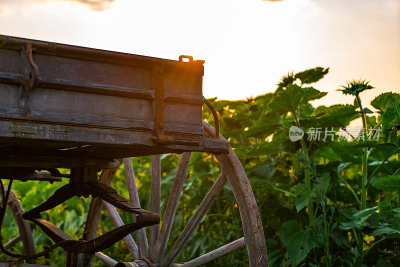 日落向日葵田，加拿大安大略省库克敦。