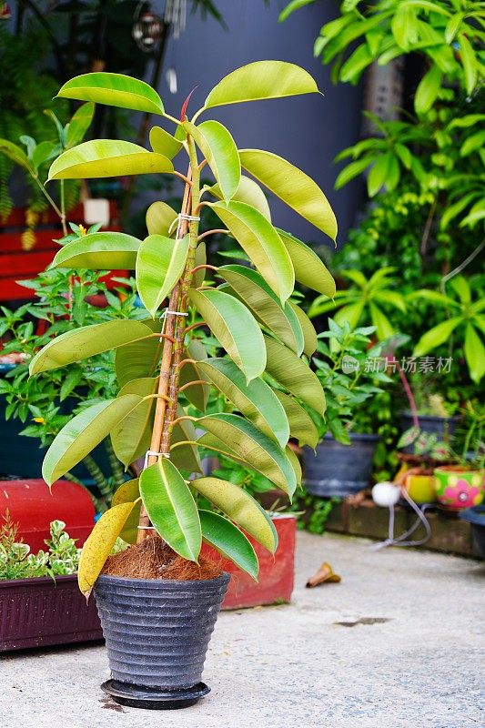 热带榕属植物弹力树