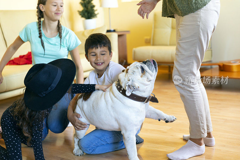 快乐的多代家庭和可爱的斗牛犬在房子里玩。