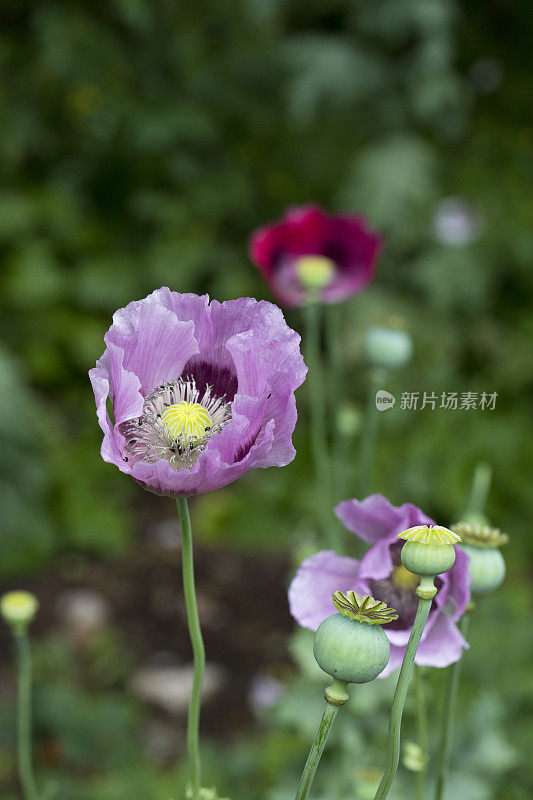 罂粟(罂粟属罂粟)，开花