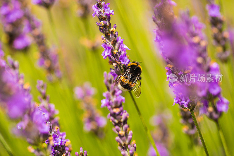 大黄蜂从紫色的薰衣草花中采集花蜜