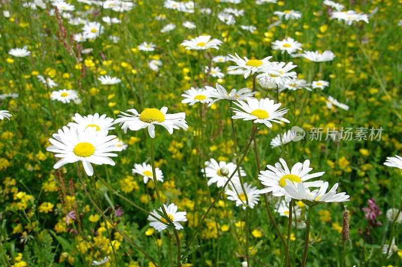 白花白菊花(沙斯塔雏菊)