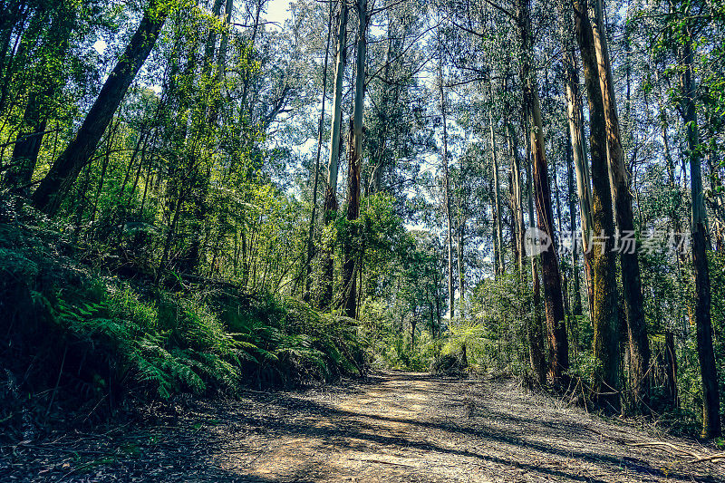 一条穿越澳大利亚雨林的小路。